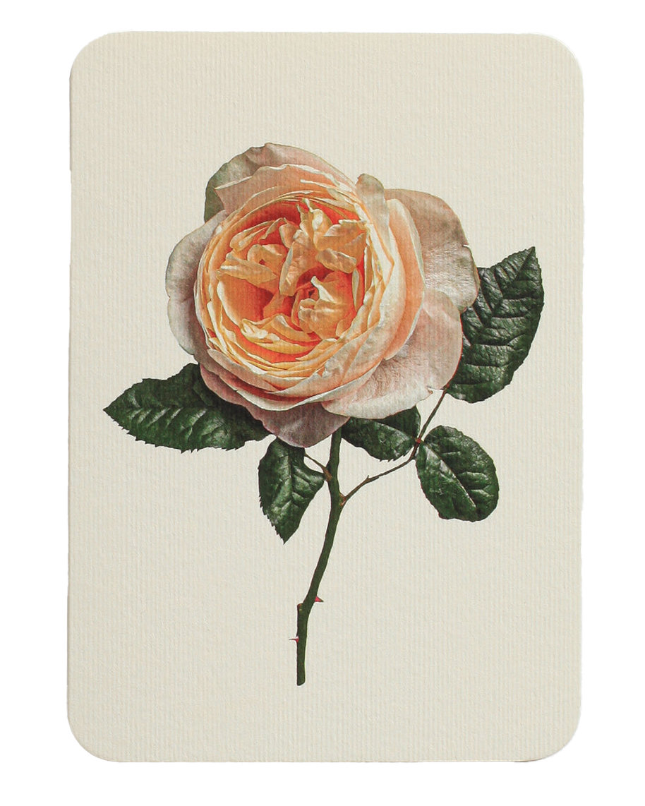 Soft Peach Rose Notecard.