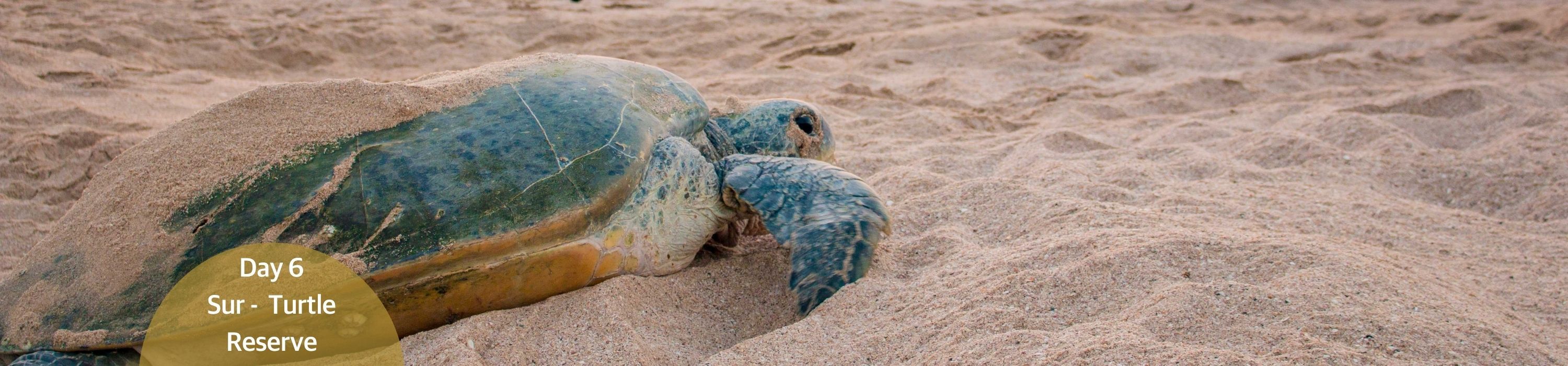 Sur - Turtle Reserve
