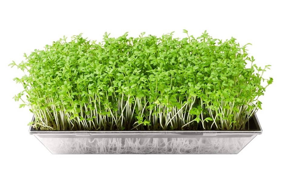 micro greens micro herbs sprouts