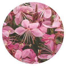 Karalee® Petite Pink Butterfly Flower