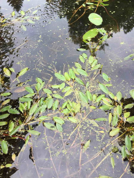 american-pondweed-facts