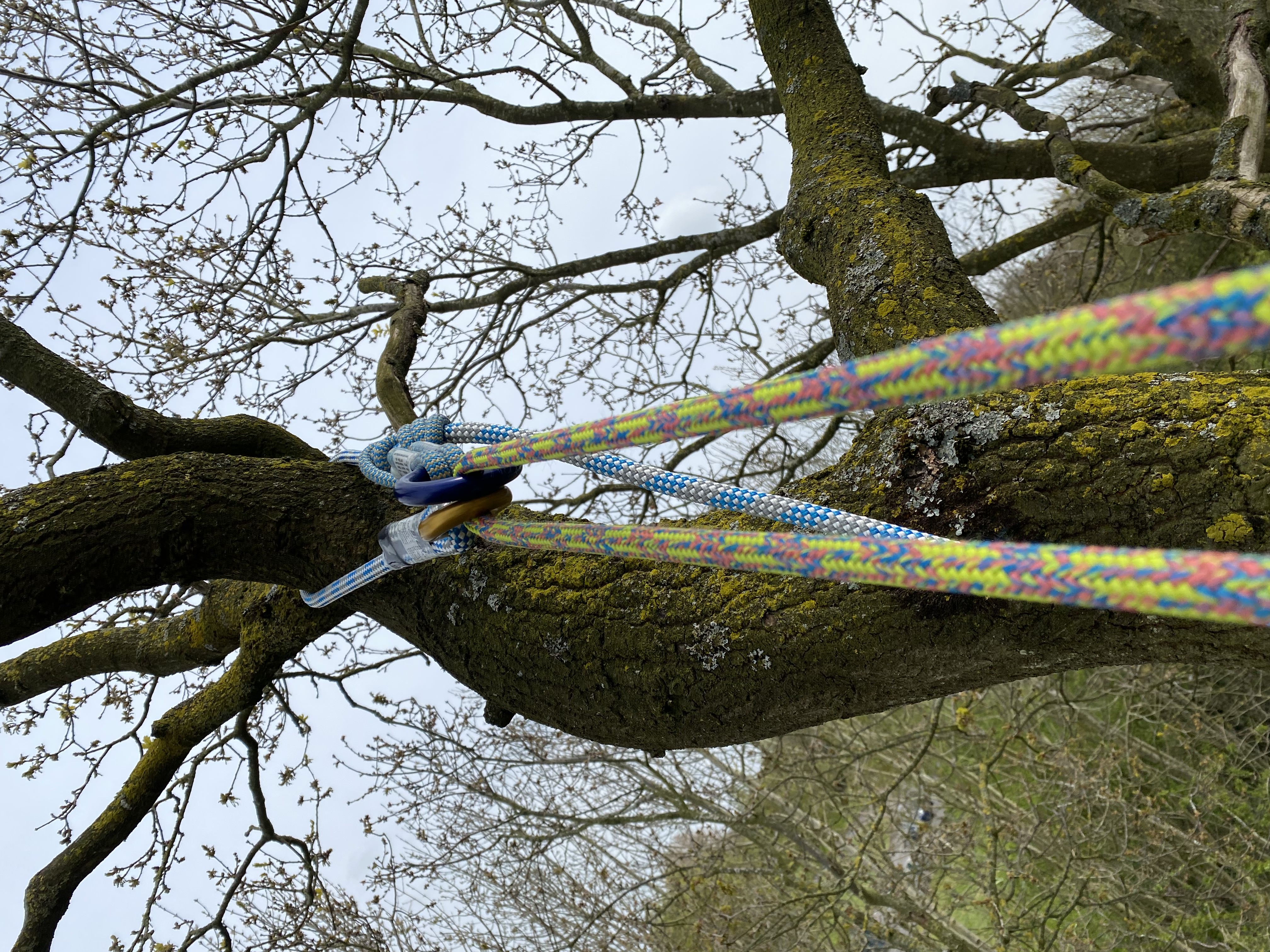 Rope secured around a tree trunk with branches in the background.