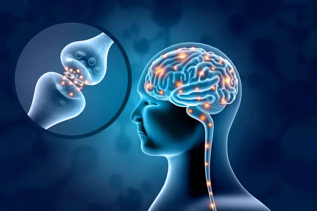 Illustration of a brain with neural connections and synapse close-up.