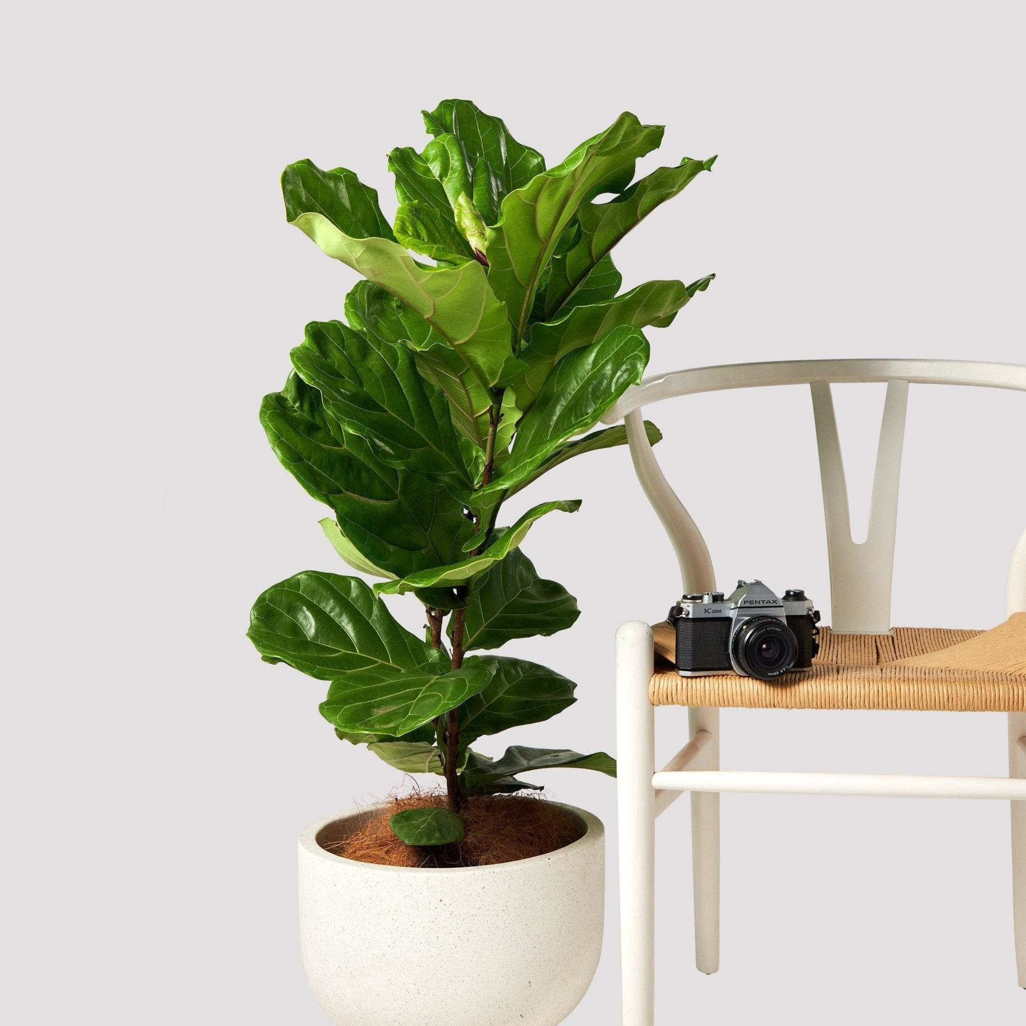 Fiddle Leaf Fig with Chair and Camera from The Good Plant Co