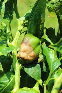 Blossom End Rot on a Pepper