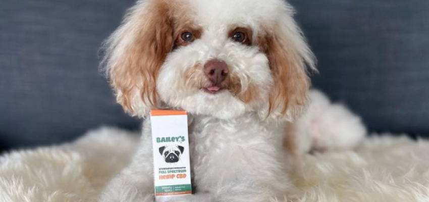 Image of a calm dog sitting, accompanied by Bailey's Full Spectrum Hemp CBD product.