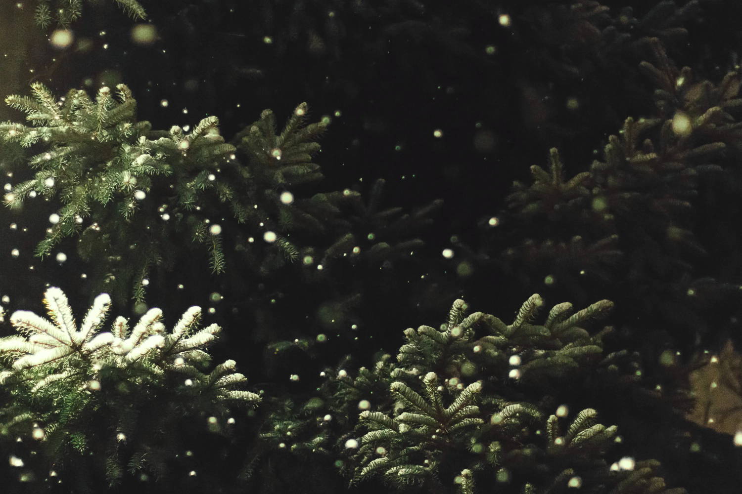 Snow falling through evergreen boughs