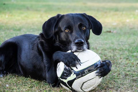 Black Lab dog with ball playing outside