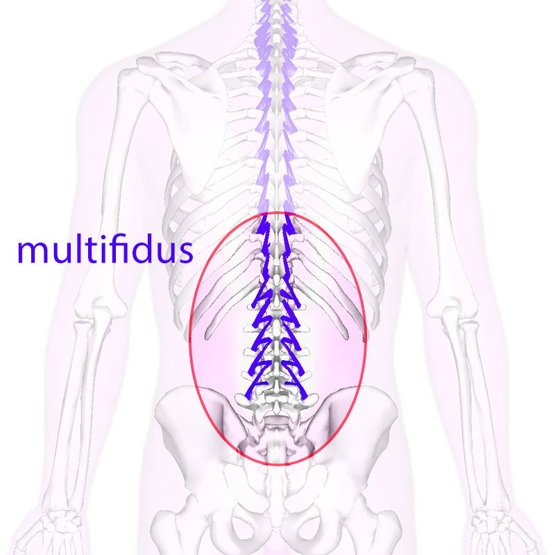 multifidus