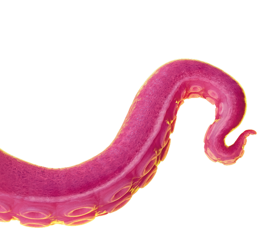 A pink octopus tentacle with suckers.