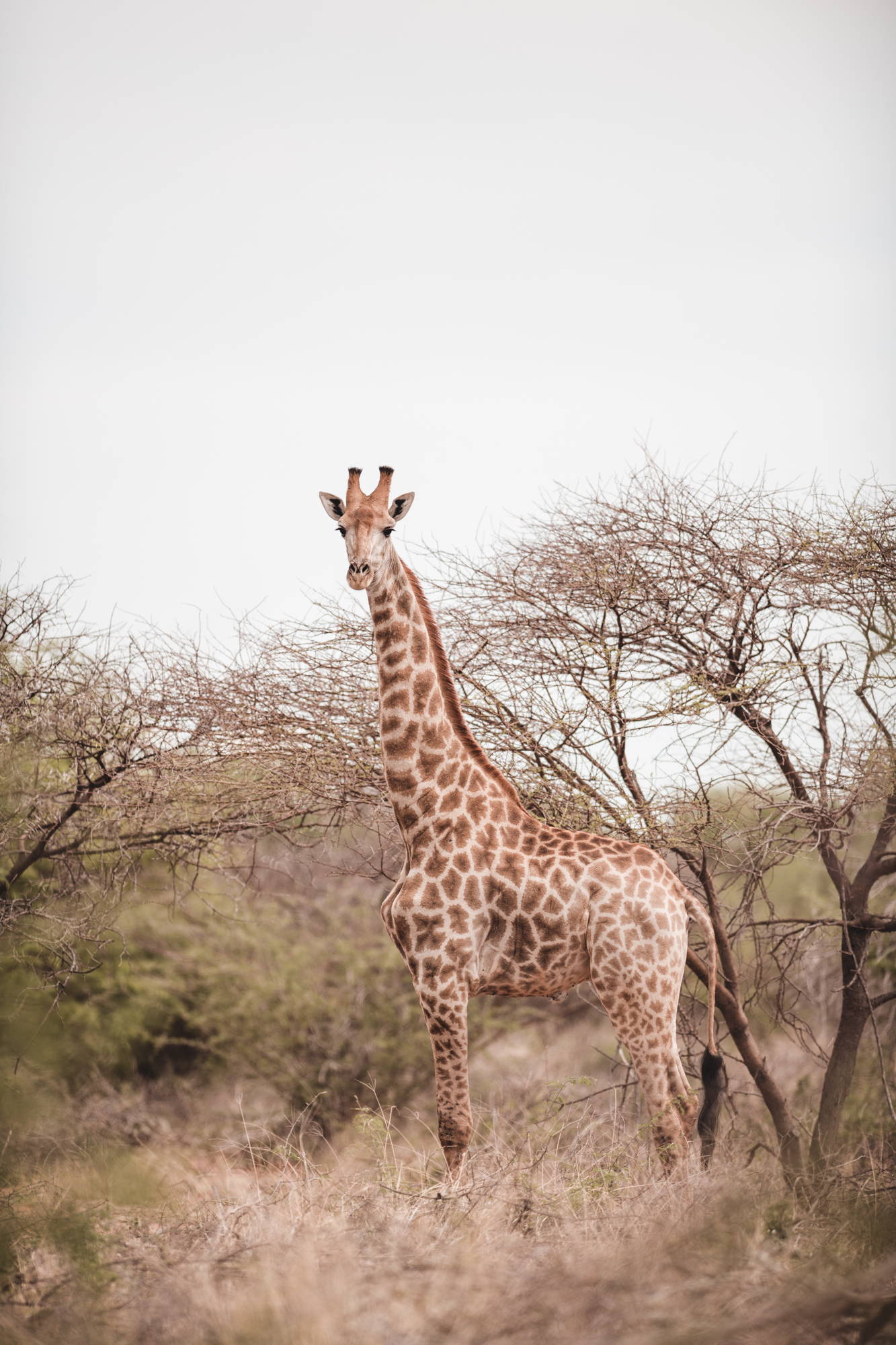 Safari Sydafrika