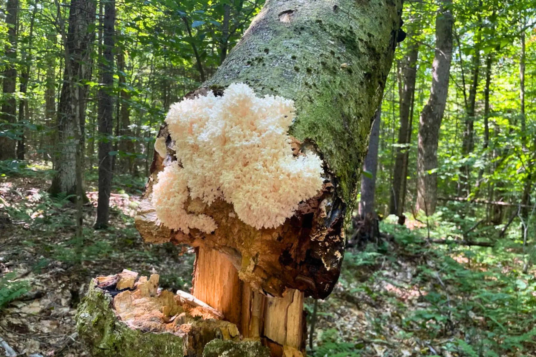 Lion's Mane mushroom growing in the wild forests of New York State. Hericium species.