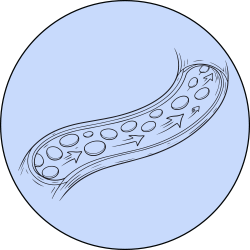 Illustration of a cell with arrows indicating movement through it.