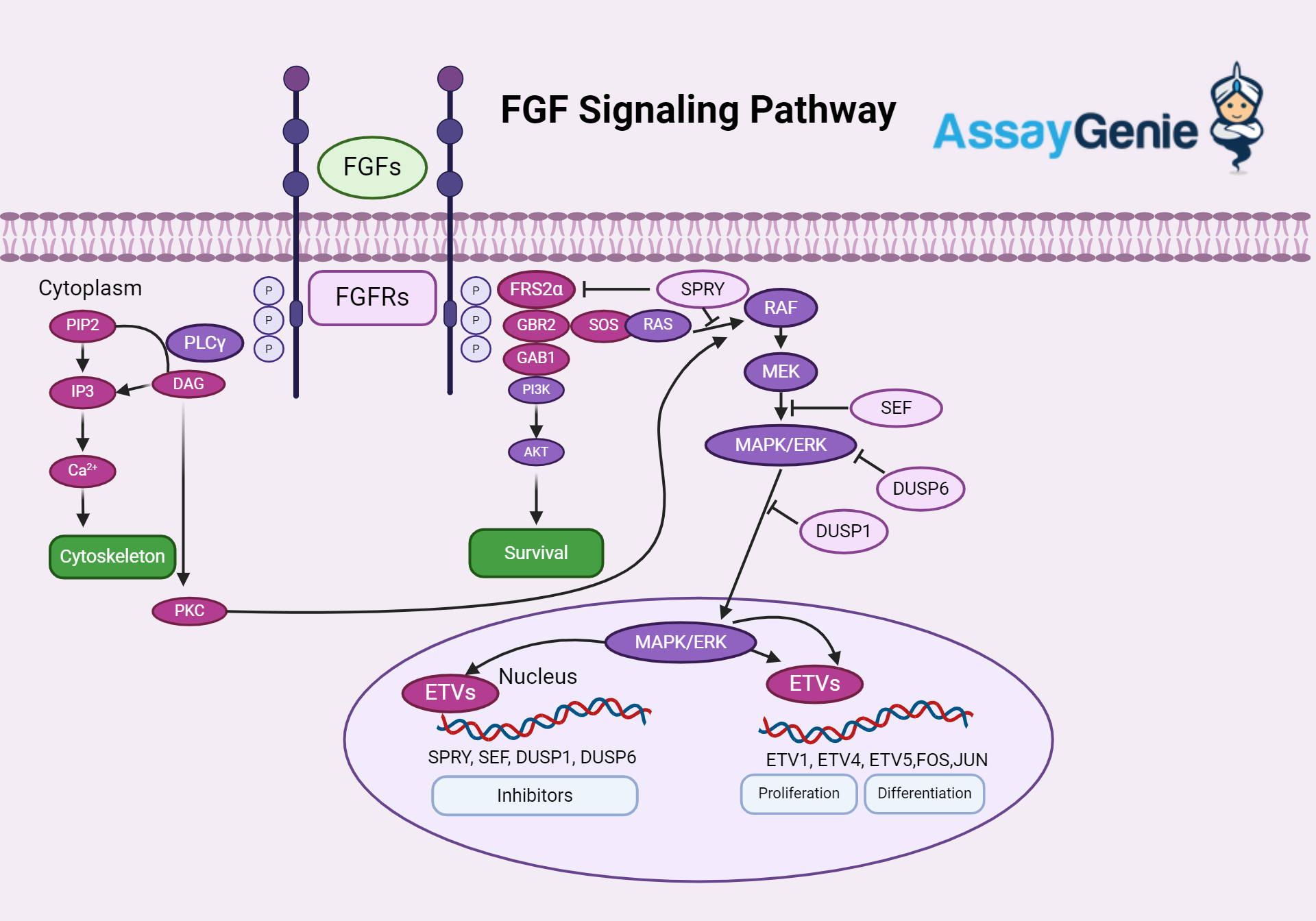 FGF Signaling Pathway