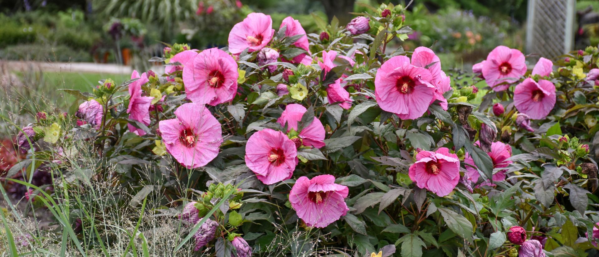 Photo of Summerific® 'Berry Awesome' Rose Mallow