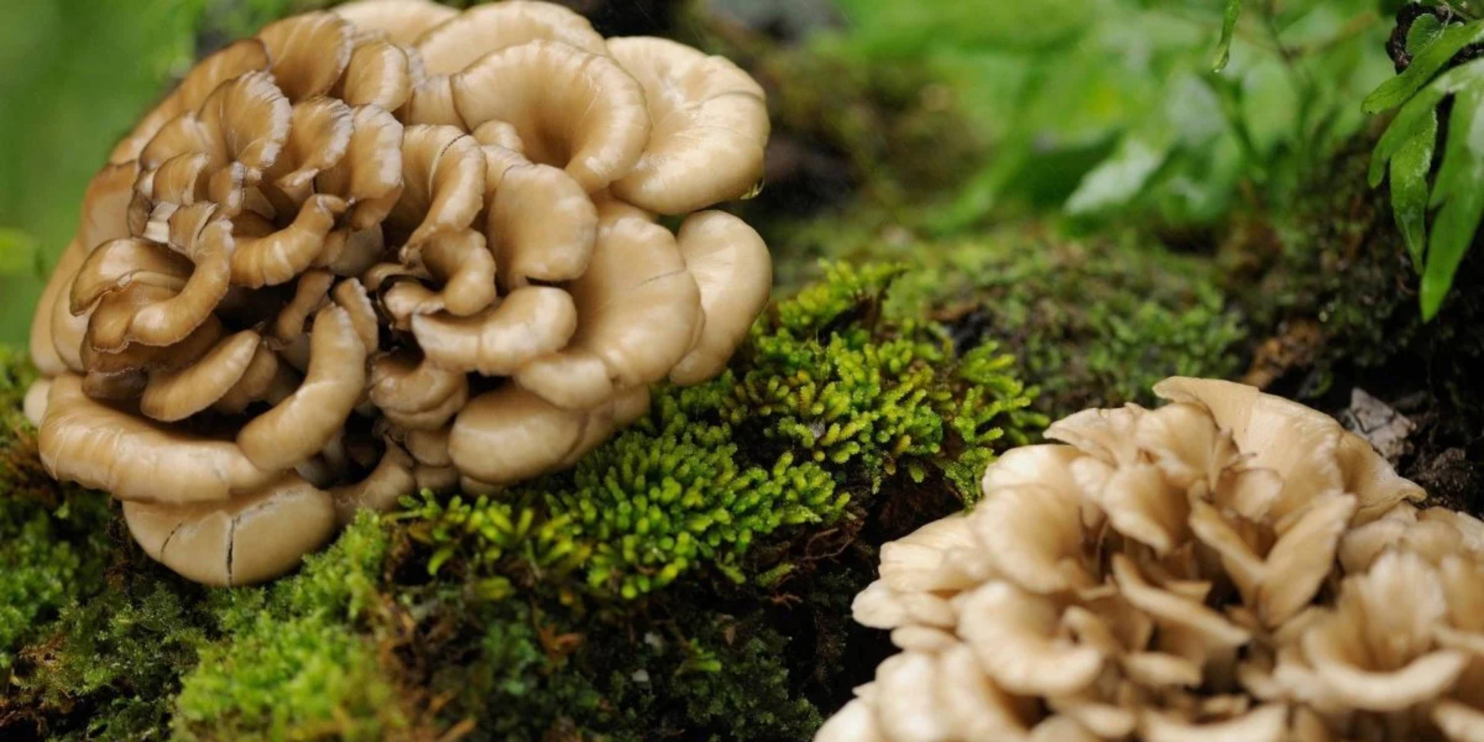 Close up of Maitake Mushroom growing on a mossy log