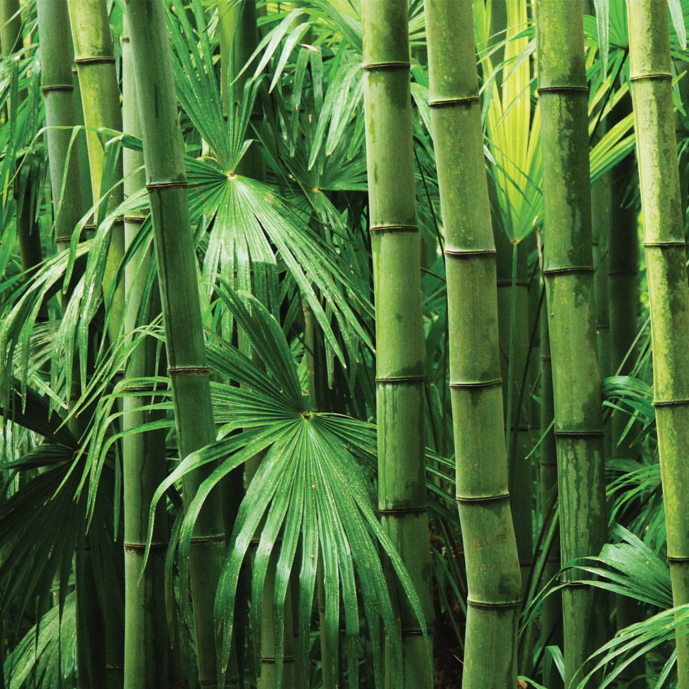 Sustainable materials - bamboo growing