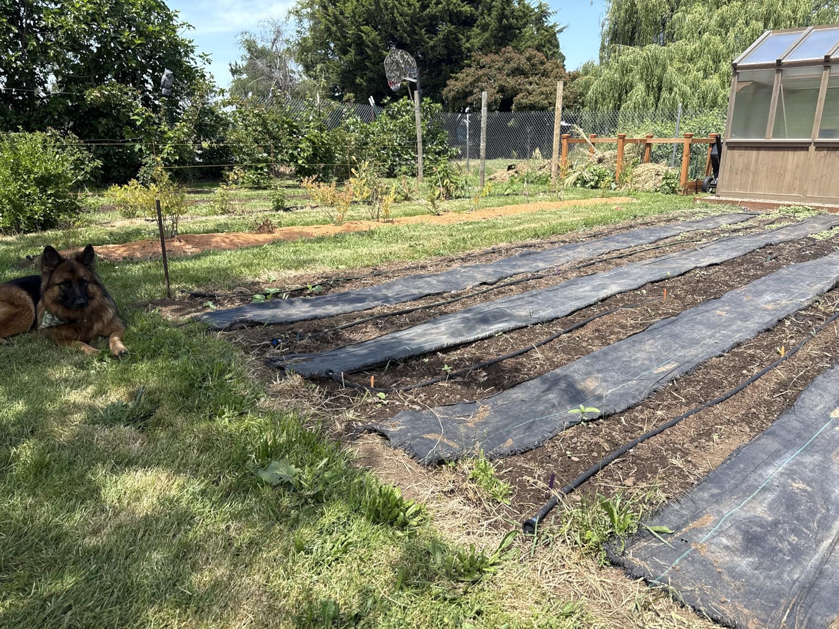Garden with black mulch, rows for planting, and a dog resting nearby.