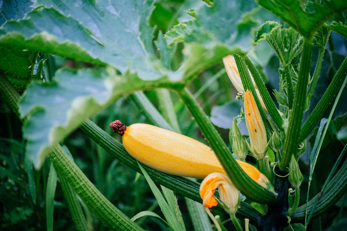 Yellow Zucchini growing on a plant in a garden