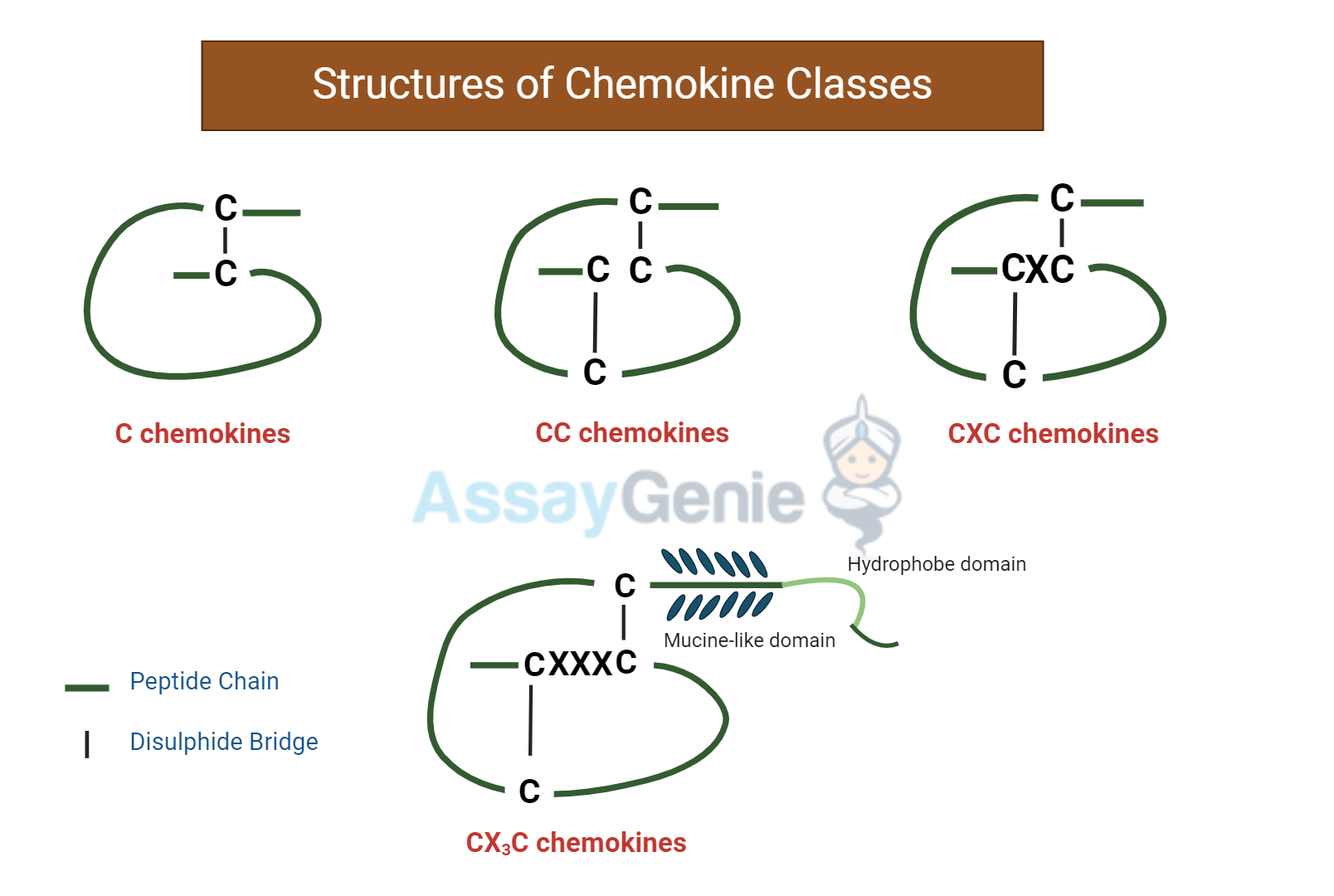 Structures of chemokines classes