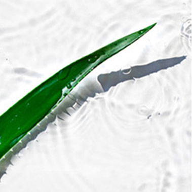 aloe leaf in water