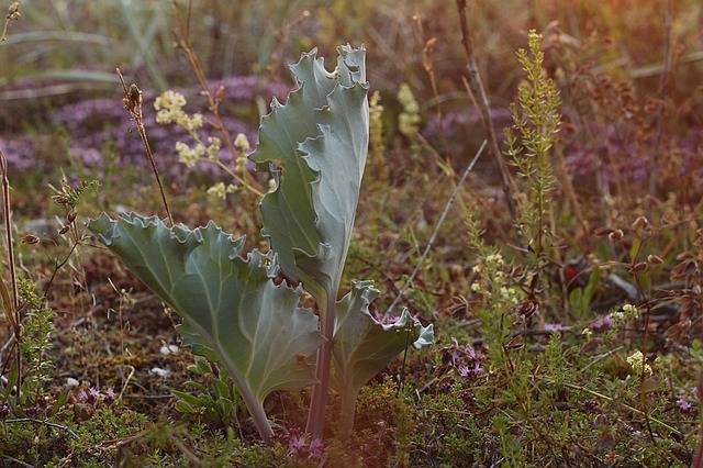 Sea kale