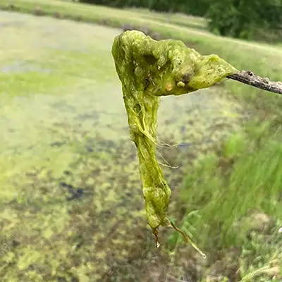 Algae bloom of green string algae