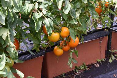 Orange Blossom heirloom tomatoes