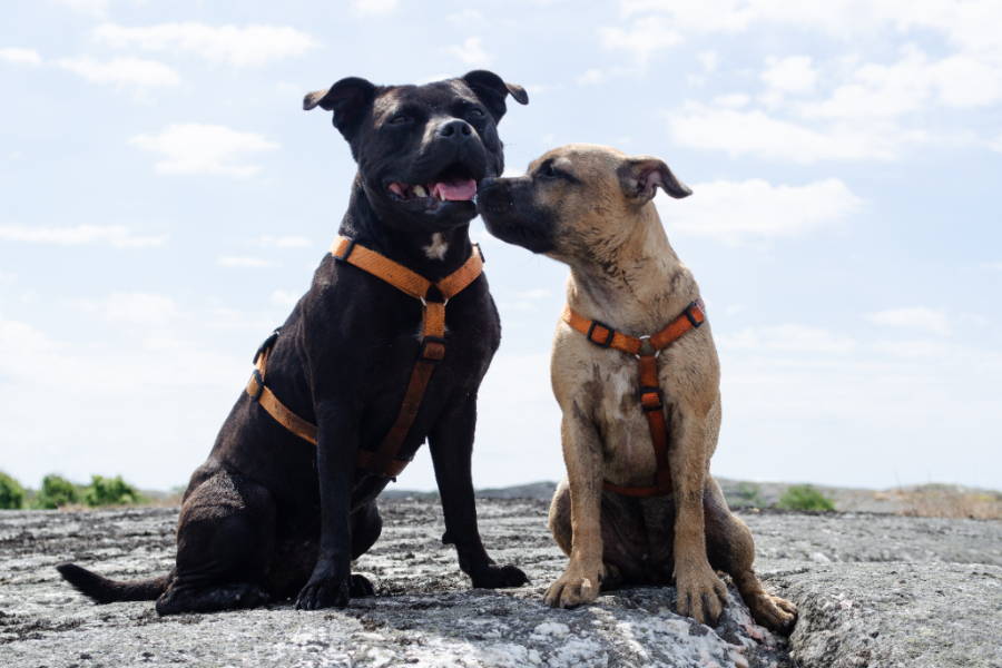 two friendly american staffordshire terriers hiking 