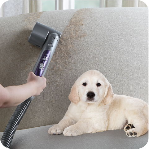 Person vacuuming a couch with a dog lying nearby.