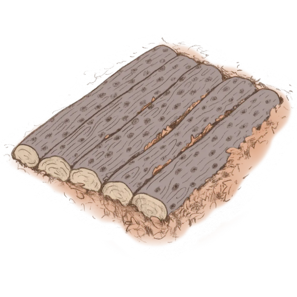trenched mushroom logs