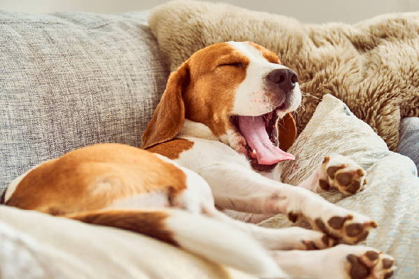 Dog Approved Pet Friendly Sofas Snug