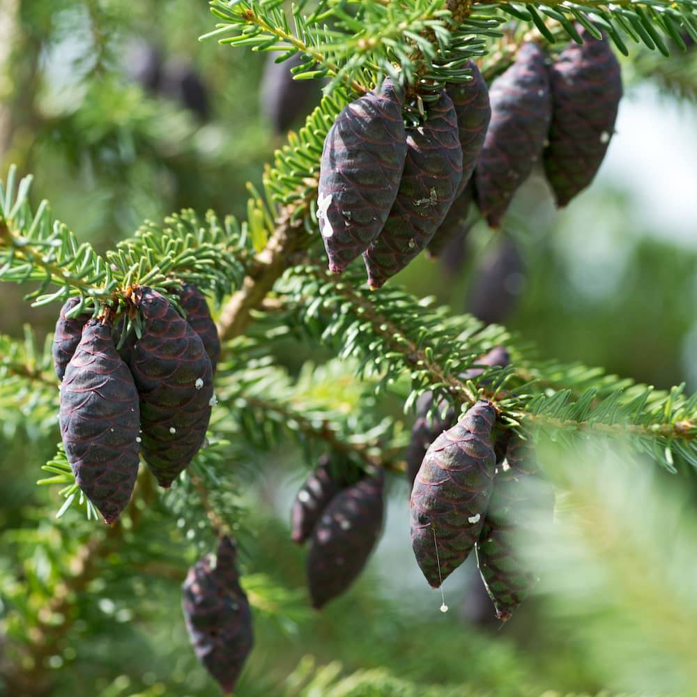 Green spruce tree with black pine cones