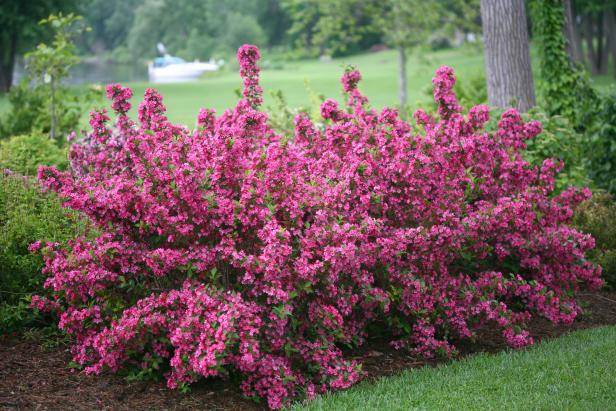 Benefits of Shrubs in Landscaping