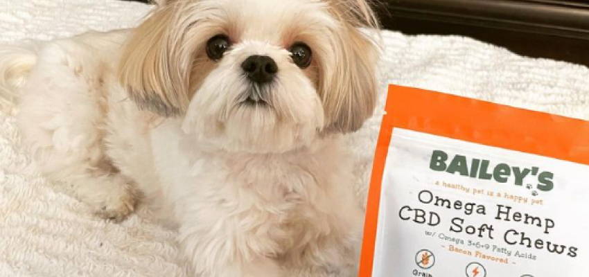 Image of a calm dog sitting, accompanied by Bailey's Omega Hemp CBD Soft Chews product.