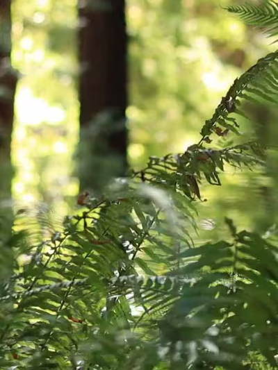 Ferns in the dappled light of the Redwood Forest