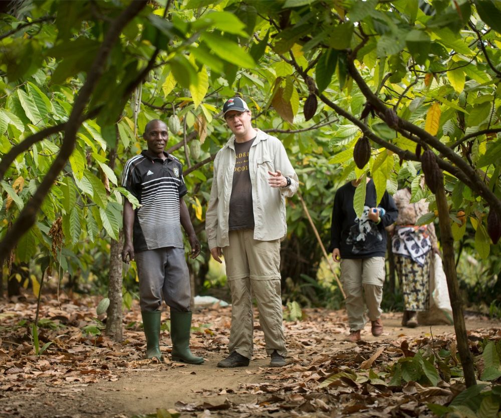 People walking through a cocoa plantation with lush greenery and cocoa pods.
