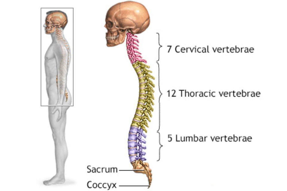 Neck training improves posture