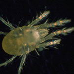 Spider Mites