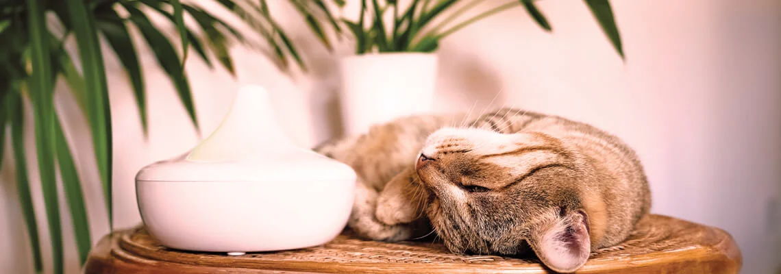 A sleeping cat on a wooden surface beside a plant and diffuser.