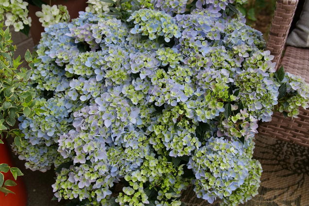 Fairytrail Fresco Hydrangea planted in a pot
