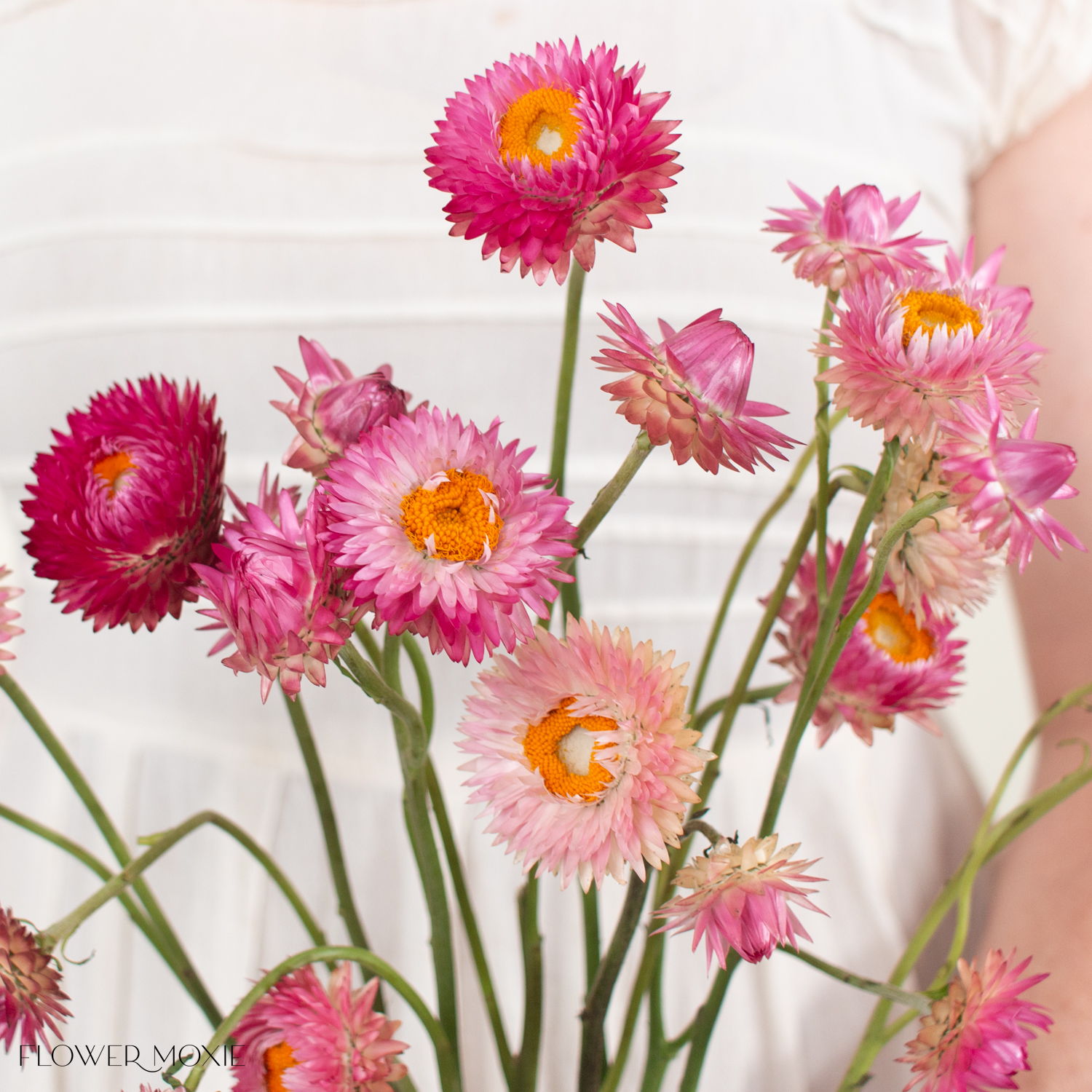pink strawflower