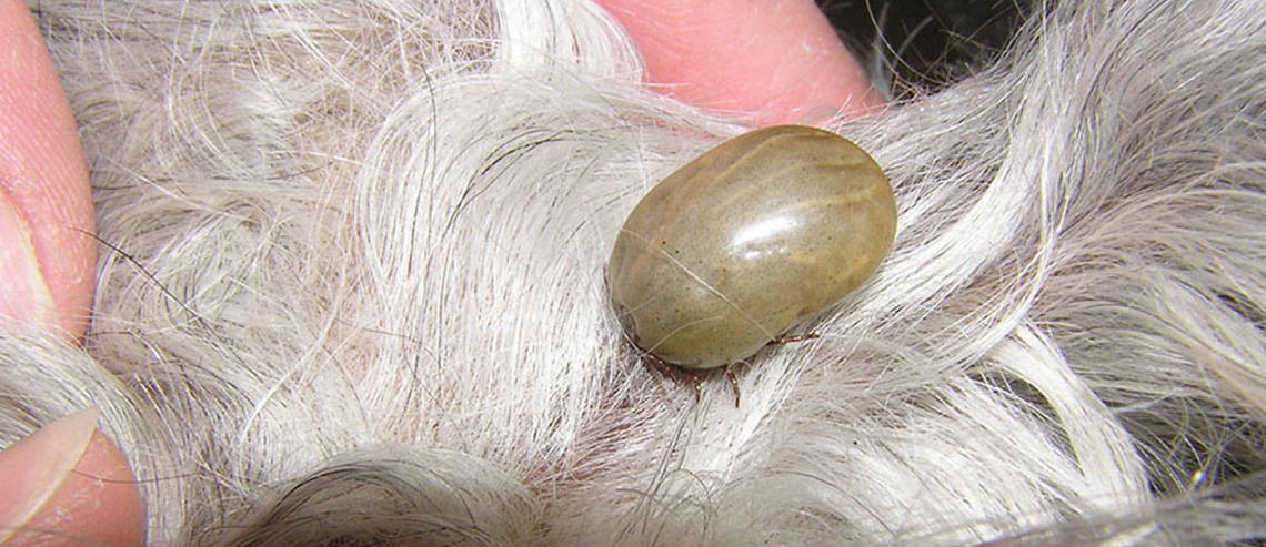 A close up image of a tick on a dog's fur