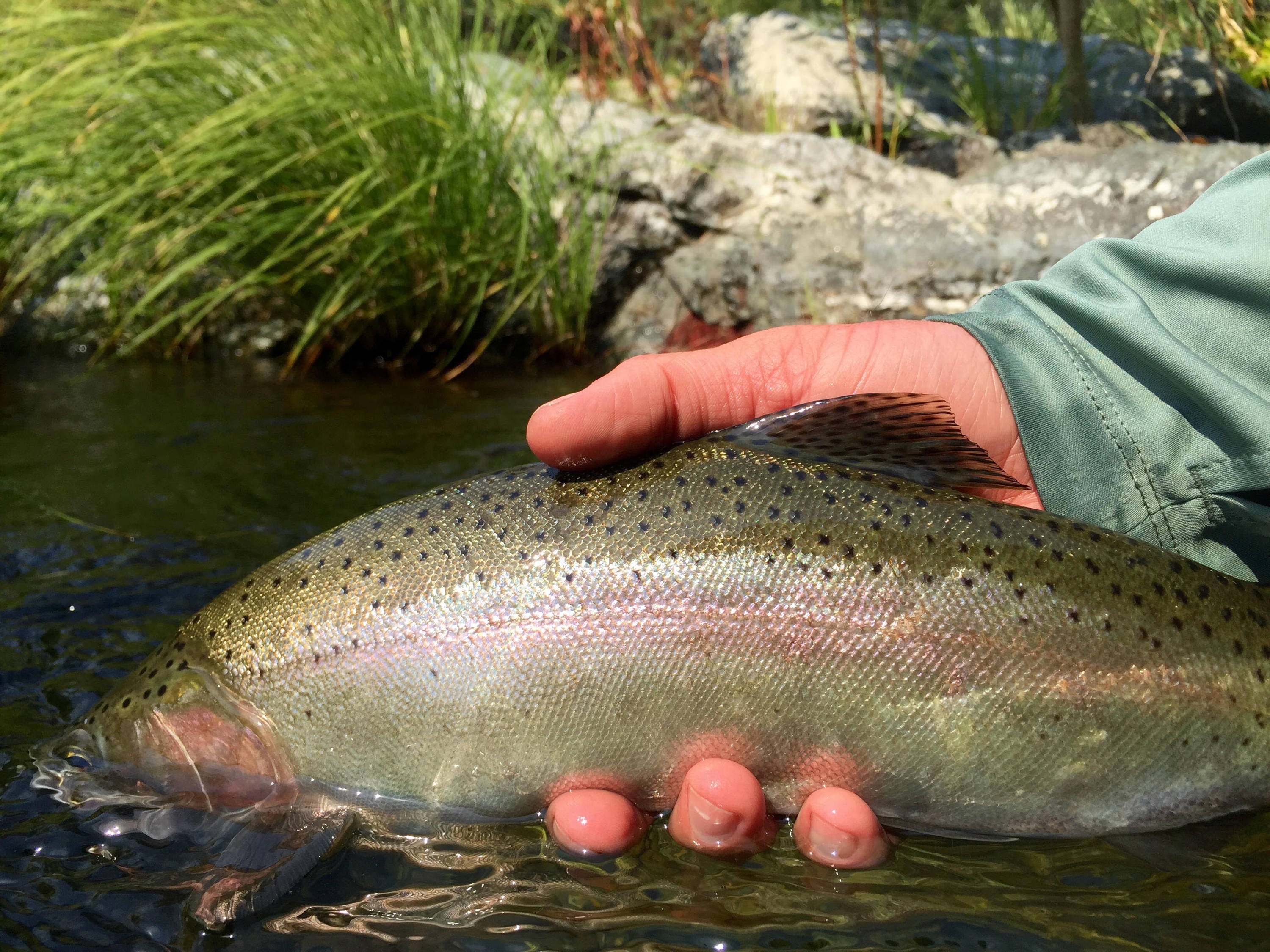 Lco Guide To Fly Fishing The Upper Sacramento River Lost Coast Outfitters