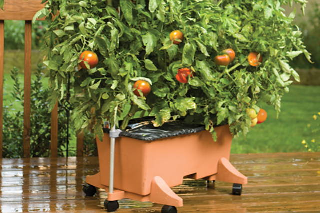 Tomatoes growing in an EarthBox tomato planter