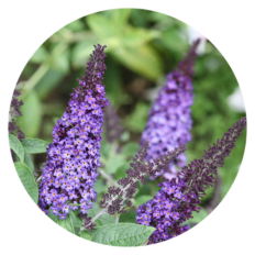 Up close photo of Buddleia Pugster Blue