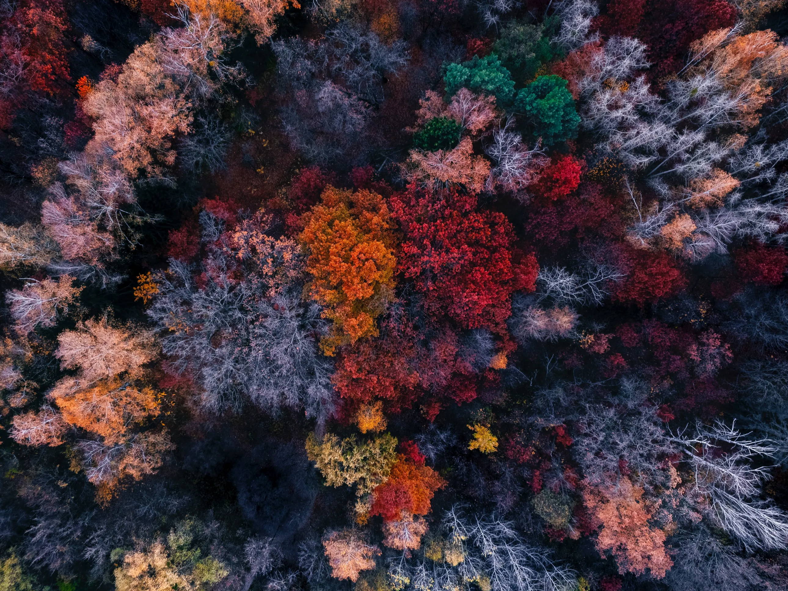 An overhead shot of red, orange, grey, and green trees