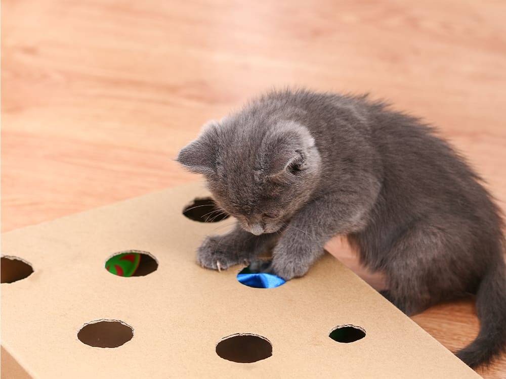 Katze beschäftigt sich mit DIY Kartonspielzeug