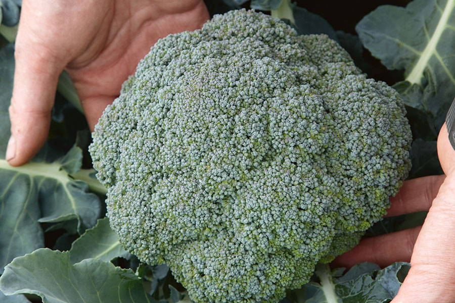 Brassica Broccoli Plant