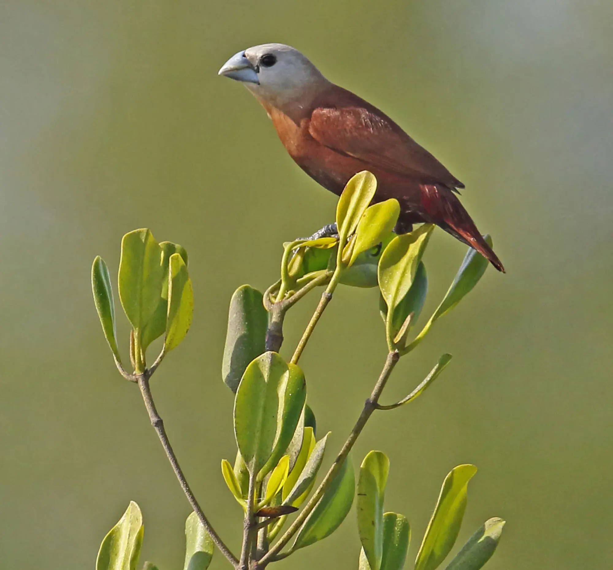 White-faced Munia in Bali, sitting on the edge of a plant